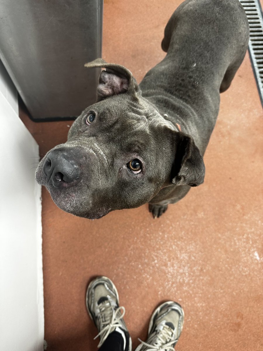 Animal Adoptions UK ๐โ๐ฆบ๐๐โค๏ธ (@adoptionsuk) on Twitter photo Please retweet to help find the owner or a RESCUE SPACE FOR THIS FOUND/ABANDONED DOG #EALING #LONDON #W3  Female American Bulldog found 17 December, chip not registered. She could be missing or stolen from another region, please share widely โญ๏ธ  DETAILS ๐ Please retweet to help find the owner or a RESCUE SPACE FOR THIS FOUND/ABANDONED DOG #EALING #LONDON #W3  Female American Bulldog found 17 December, chip not registered. She could be missing or stolen from another region, please share widely โญ๏ธ  DETAILS ๐