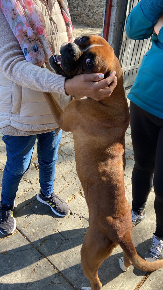 OsirisMex's tweet photo. @FedCanofilaMex hola Fed Canofila. Afuera de sus instalaciones en este momento se encuentra una perrita que al parecer abandonaron, está un poco lastimada de su ojo, ¿por favor podrían brindarle una revisión? Muchas gracias. https://t.co/Y6Hi0zpyti