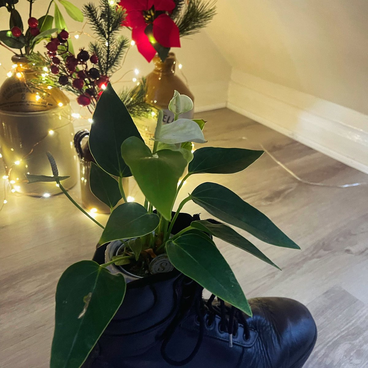 ben999responder's tweet photo. Well #patrolboots #tracerlite makes good 👍 pot holder from #BoxingDay2023 sales plants for #newyear #newdecor, always handy as temporary #plantholder during #crimbolimbo https://t.co/GPfBwMKANM