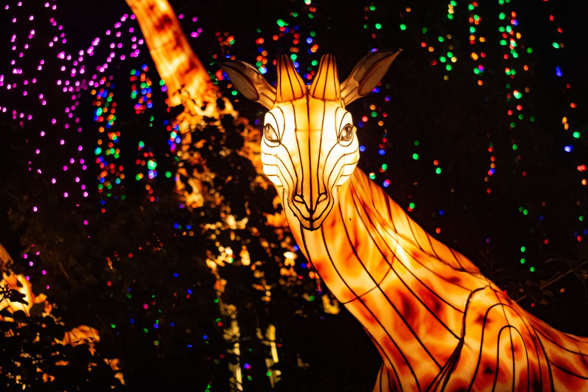 There’s ONLY two weekends left to enjoy @txunergy presents Zoo Lights! Extend your holiday break and take in the festive light displays across Zoo grounds now until Jan. 7: bit.ly/46NZDyp
