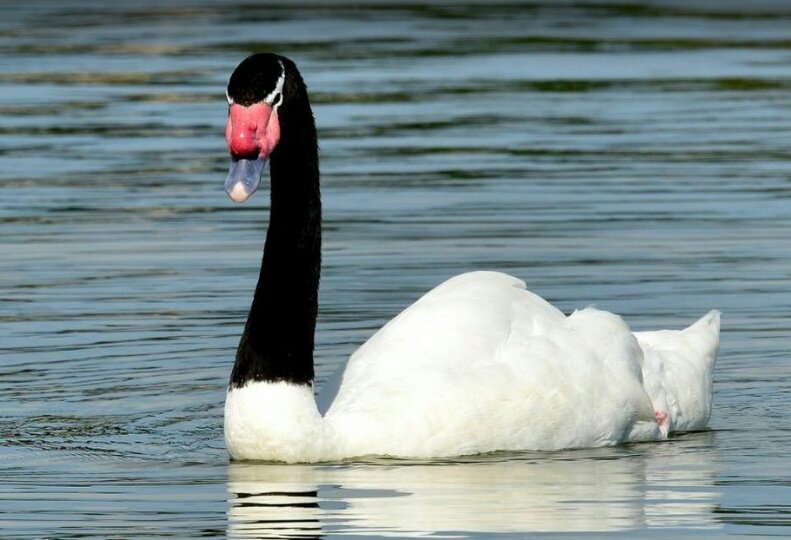La Montevideo hoy es más verde y está 100% limpia, no hay basura en los contenedores, no hay residuos en las calles, ni siquiera hay chicles pegados bajo los asientos del ómnibus
Se respira aroma a jazmines en la capital mientras los cisnes nadan en el Miguelete.. Gracias Cosse