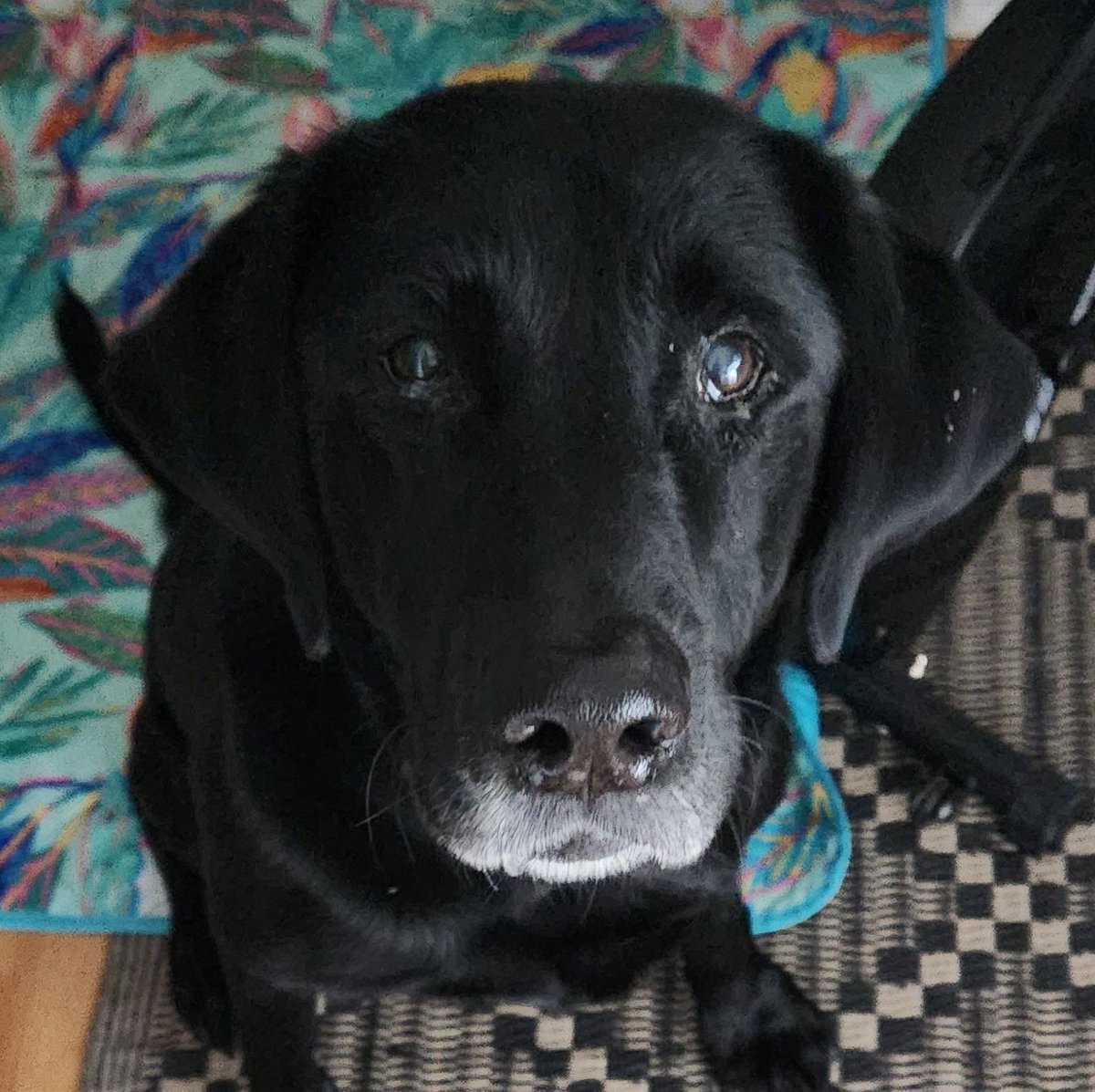 Mickeypaws1's tweet photo. @iaindwelch Must be about treats after all the running πΎπΎβ€οΈ
##earsflying The Team β€οΈ
Another rainy π§ drizzly day π€©
But ran/played w Chance Mom's friend's new pup πΎπΎin the rain & mud
Had my morning McHappy ππ & lunch burger snack hot chocolate cup π₯€
Enjoy your evening π Iain π https://t.co/rQ6G3LtWMi