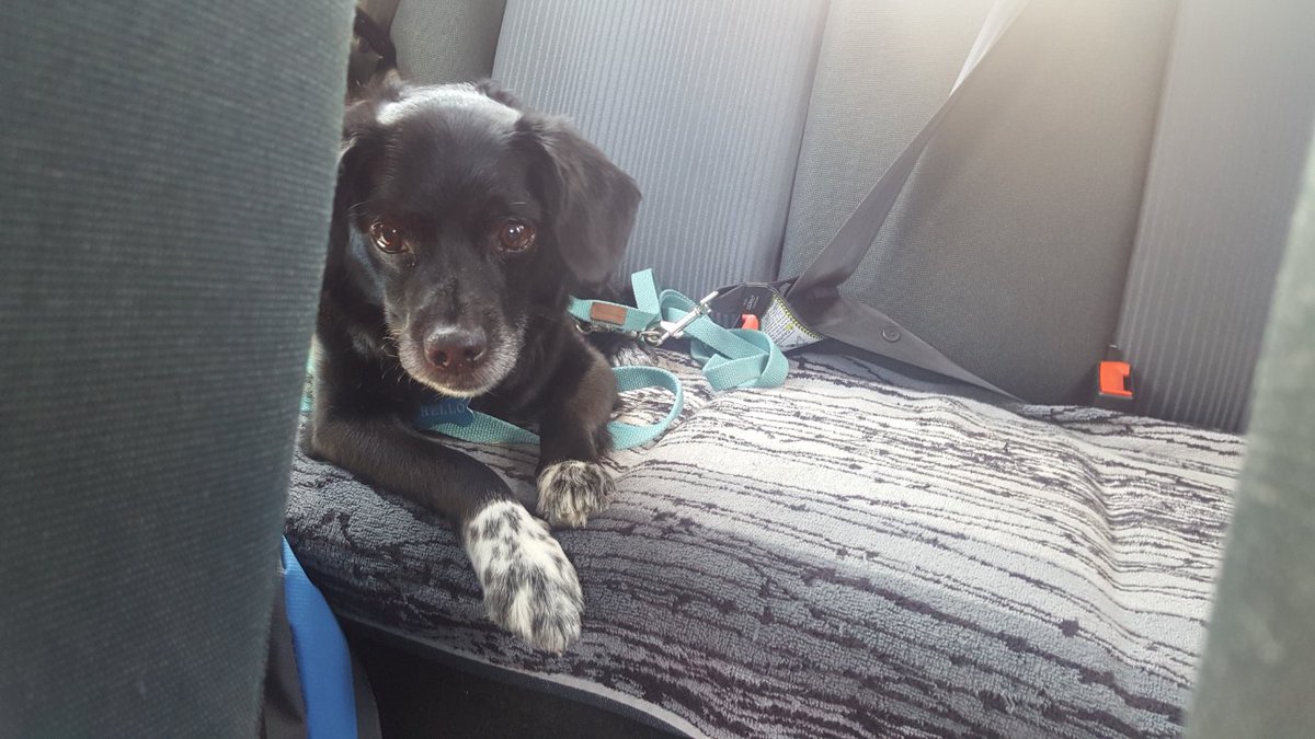 Seven years, four months, and three days with us.
Never enough.
Goodbye Rello, we loved you.