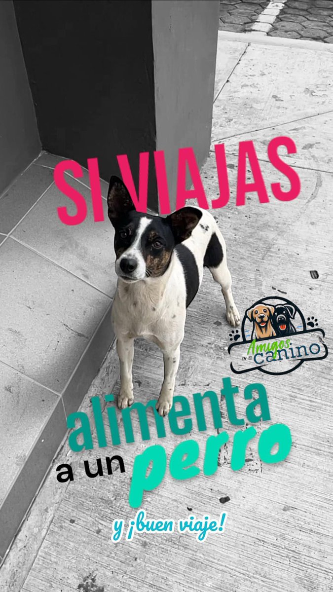 betocova_'s tweet photo. Amigos en el canino.

#travel #adoptanocompres #empatia @amigosencanino https://t.co/ZTlFctuhHP