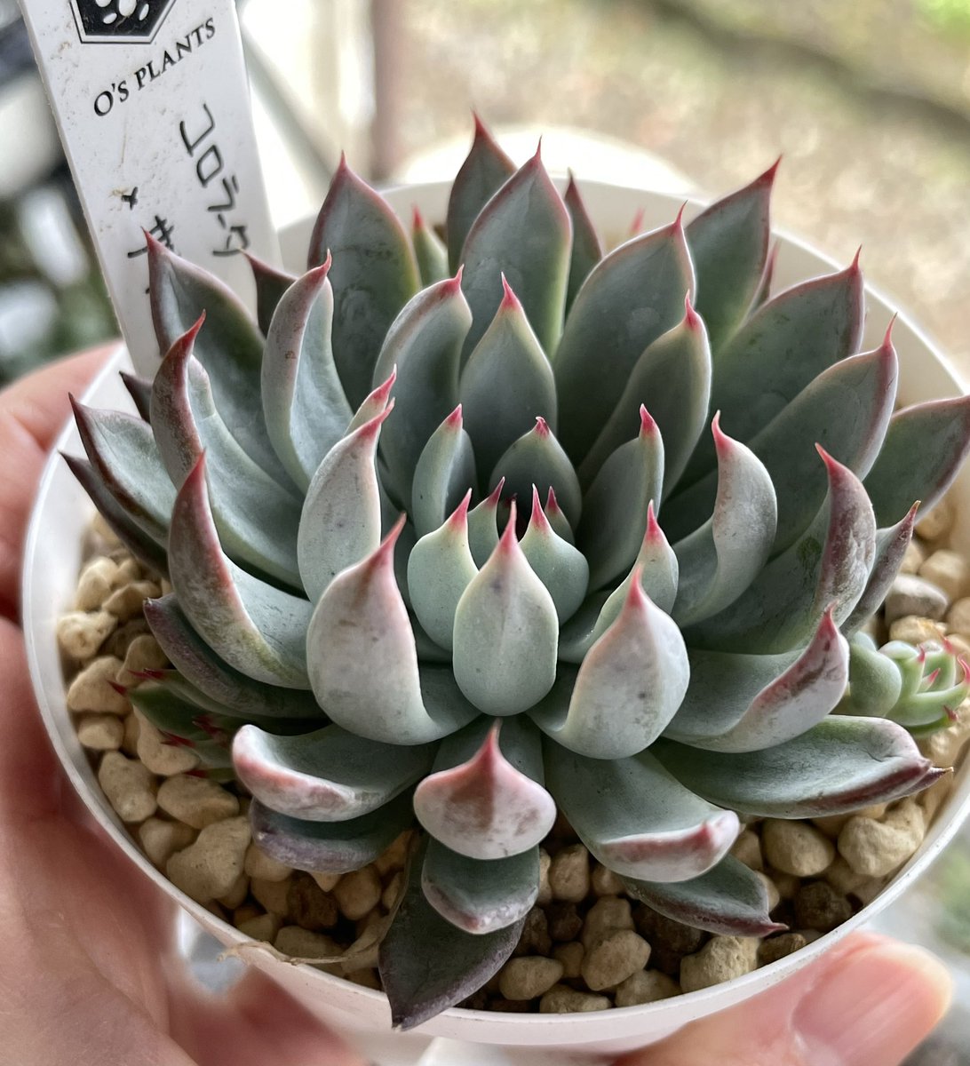 コロラータxザラゴーサspノバ