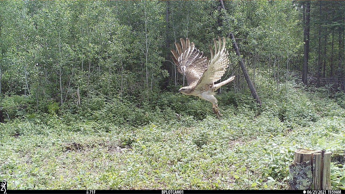 payzo80's tweet photo. @BrowningCams Amazing photos https://t.co/UxgqkzMAv2