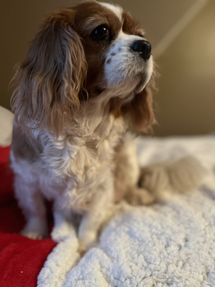 MaxtheSpoiled's tweet photo. My love @Rubythedog267 https://t.co/qbtQO65ZN2