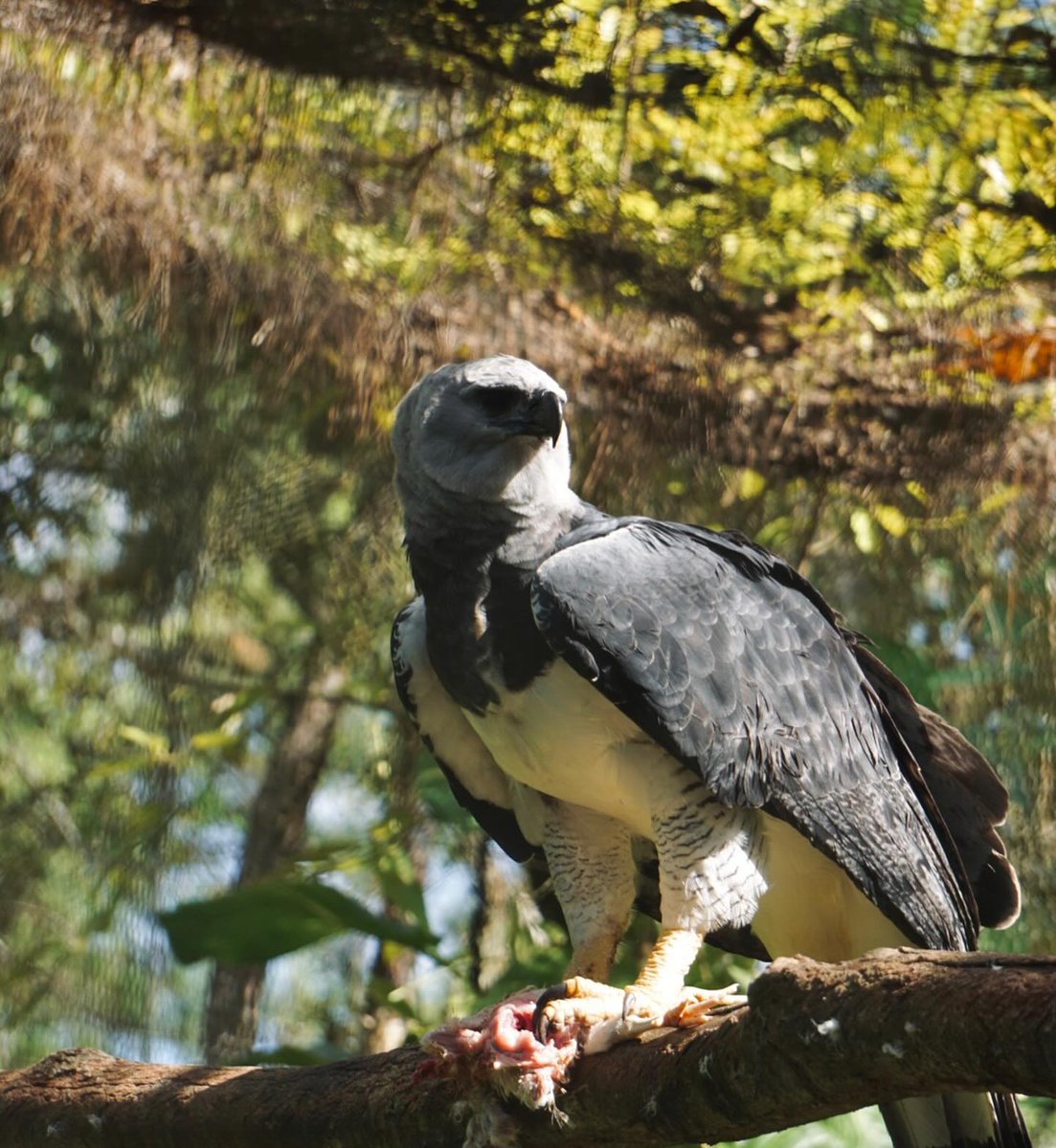 ZooBelize's tweet photo. Name a better duo, we’ll wait. 📷
Panama and Da Queen, the Harpy Eagles, wish everyone a fantastic week and hope you had a joyous holiday season!
#belize #belizezoo #bestlittlezoointheworld #animalsofbelize #nativewildlife #conservation #belizewildlife #belizevacation https://t.co/UUbANX8yp7