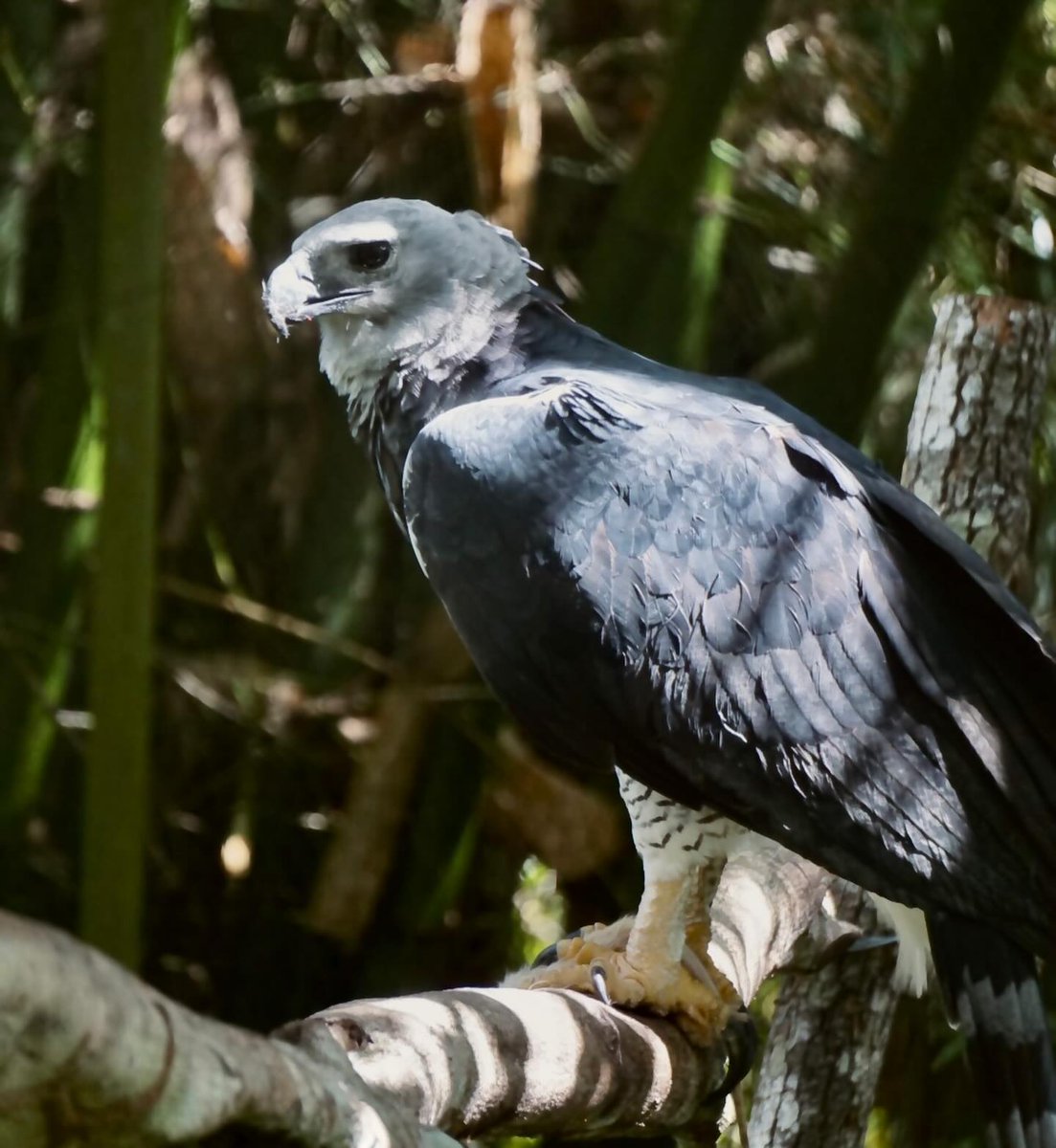 ZooBelize's tweet photo. Name a better duo, we’ll wait. 📷
Panama and Da Queen, the Harpy Eagles, wish everyone a fantastic week and hope you had a joyous holiday season!
#belize #belizezoo #bestlittlezoointheworld #animalsofbelize #nativewildlife #conservation #belizewildlife #belizevacation https://t.co/UUbANX8yp7