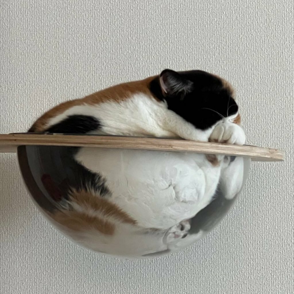 WeAssessCats's tweet photo. https://t.co/r7S26FERtt