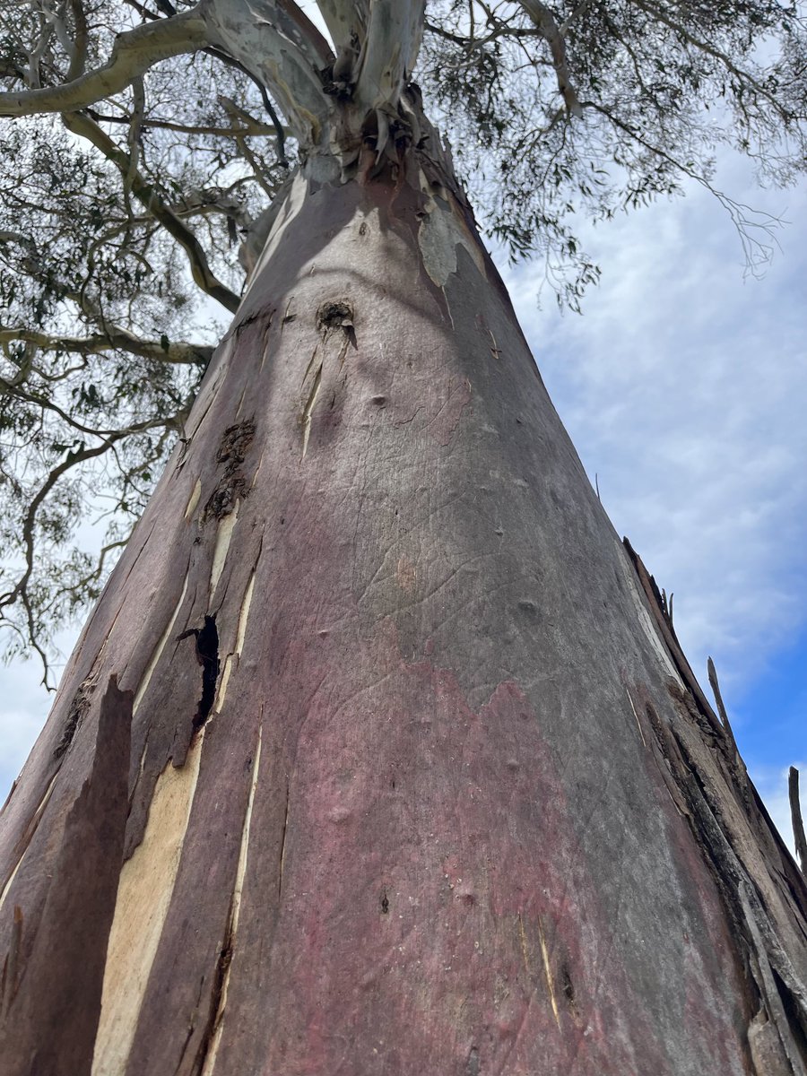 Candlebark showing off