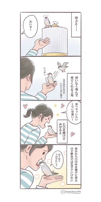 人を信頼しすぎ✨(↓ツリーにオマケあり) #文鳥 #4コマ漫画