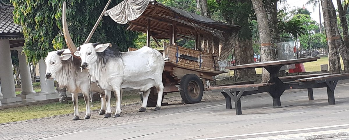 Si bajingan lagi ngopi dulu
☕