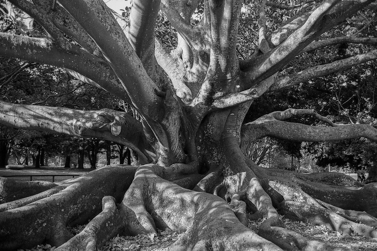 Auckland Domain, New Zealand #35mmphotography #analogue #blackandwhitephoto #blackandwhitephotography #filmphoto #filmphotography #iIlford #photography #believeinfilm #blackandwhite #bnw #filmisnotdead #ishootfilm #tree #trees #nature #Auckland #NewZealand