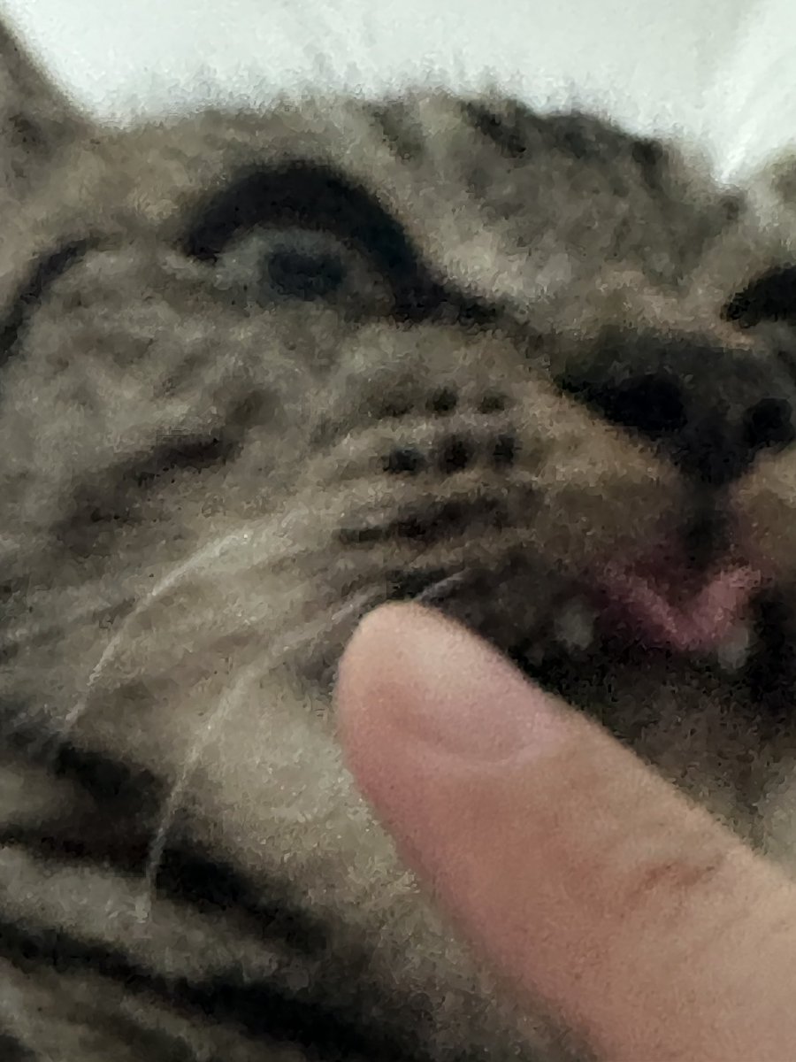 JakeB4rever's tweet photo. ตื่นไปให้ข้าวได้แล้วโว้ย~ นอนไรนักหนา!!! 🥲🥲🥲🥲🥲😼😼😼😼 https://t.co/ueCqcNlznZ