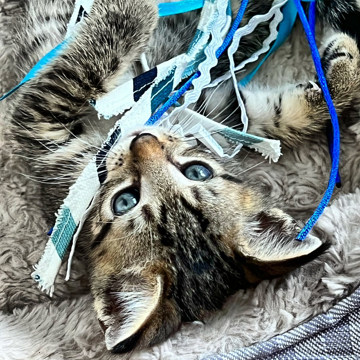 Dave Krantz tweet media