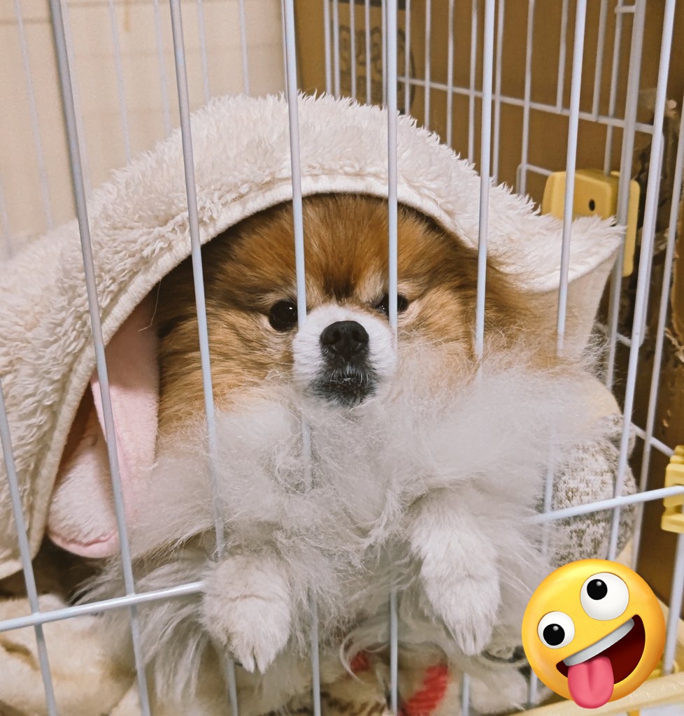 yuuiyuri's tweet photo. 今日頑張れば休み！！！

朝から7分寝坊🤤ｱｧｰ
そして、ぽんた🐶が漏らした容疑をかけられてた罠。
それ🙋がぽんたの飲み水垂らしたやつや！w
🤪ﾃﾍﾍﾟﾛ
🐶💢
#ぽんたくん #ポメラニアン https://t.co/pPToLkmtO4