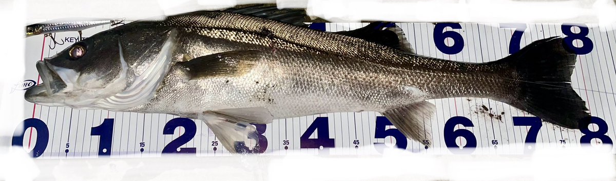 kixxxxyooh's tweet photo. #BlueBlue
#DAIWA
#BALBAL99
#23AIRITY
#KAGEROUMD125F
#シーバス
釣り納め。諦めていたランカー釣れた、、、
ギリギリだけど許して、、、
おまけで60のアフターも釣れた https://t.co/pq2KZKB8aG