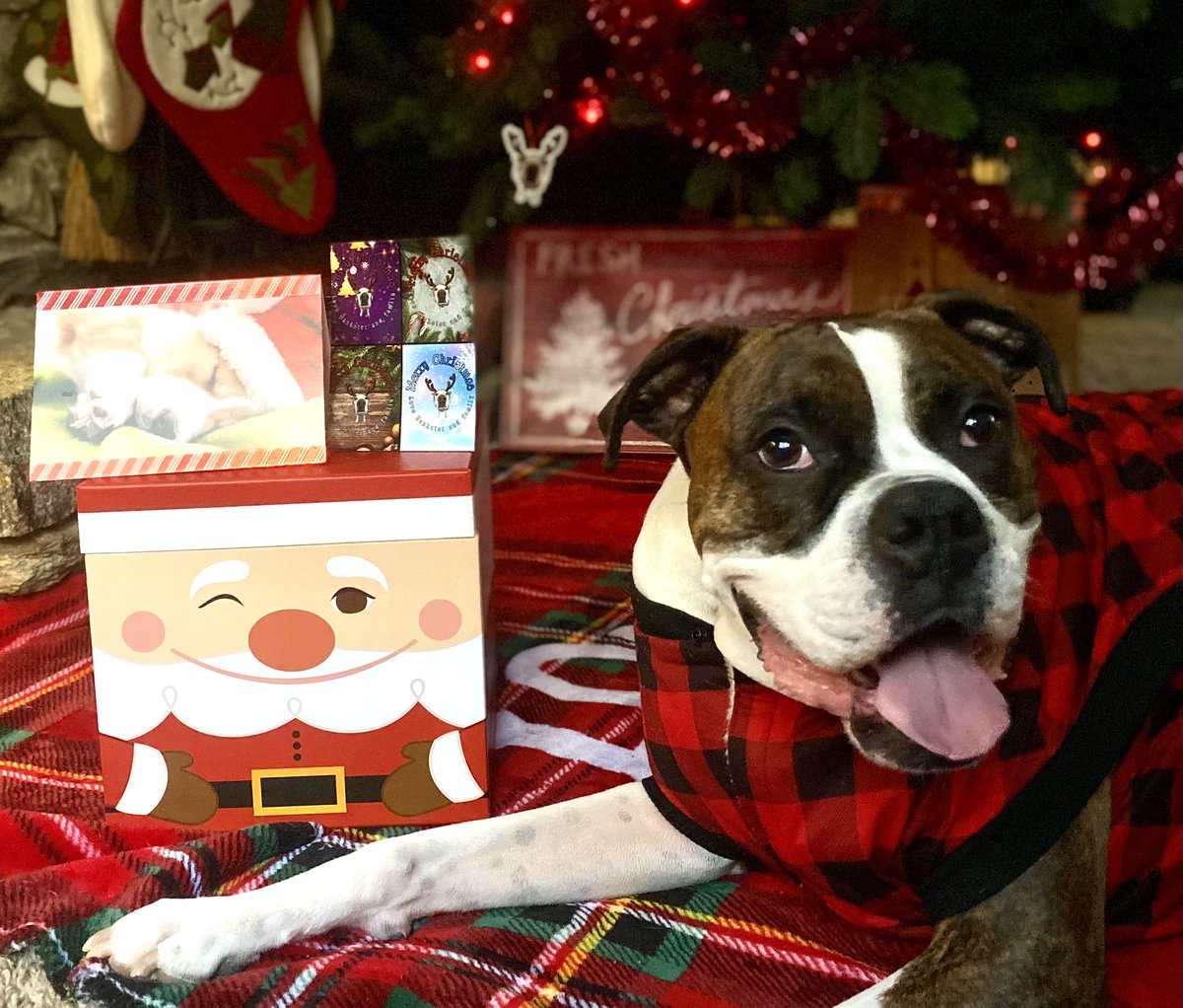 📬Pup Mail📬 Christmas cards 💌arrived today from our dear friends Hankster the Hound & his sweet Momma and also Kristen, Atlas & Georgia 🎄❤️☃️ Thank you so much for your Holiday Greetings 🎅 
#Christmas2023 #DogsofTwitter #HolidayCheer #MerryandBright