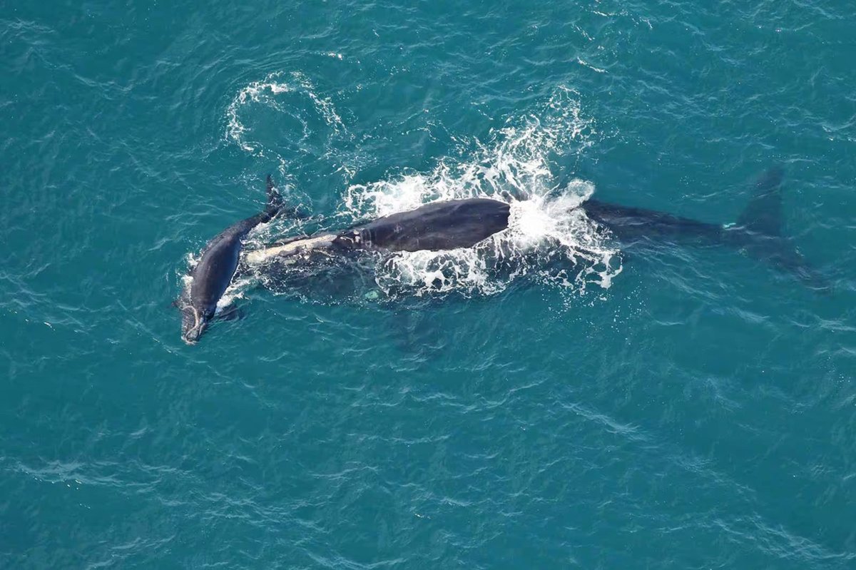 ifawglobal's tweet photo. Exciting news! 📣✨ Over the holiday weekend, TWO North Atlantic right whale calves were born, bringing this year’s calving season total up to five. We are hoping to see 50 new calves born this season to support and sustain the population. https://t.co/YAgRf6fIgV