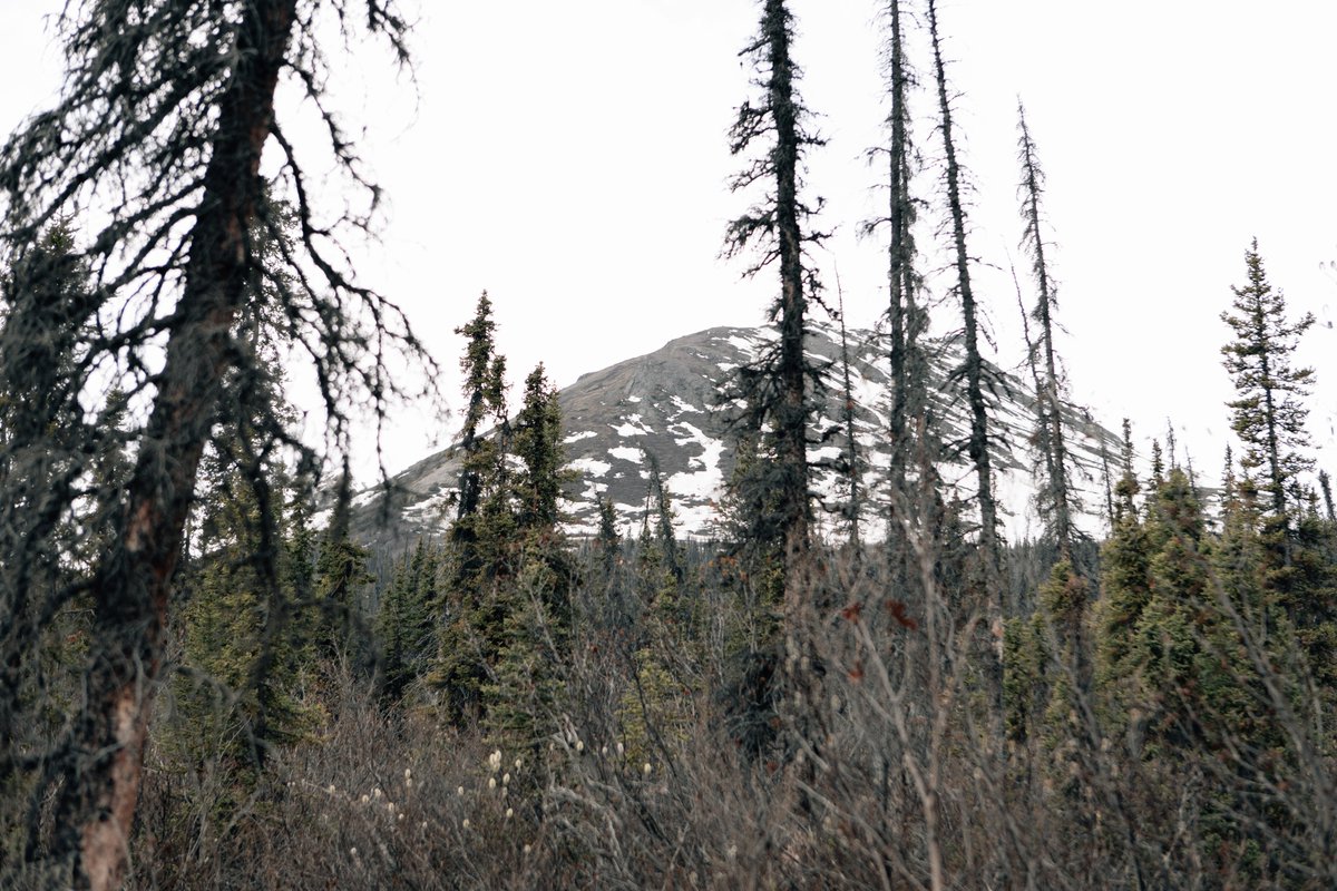 Montane conifer forest

⭐ Pacific Coastal Mountain icefields and tundra ecoregion

📍 Anchorage, Alaska, United States

🌿 dominant species: Betula glandulosa, Picea glauca, and Populus tremuloides

📷 Nolan Gerdes

#vegetation #nativeplants #ecoregion  #biodiversity #alaska