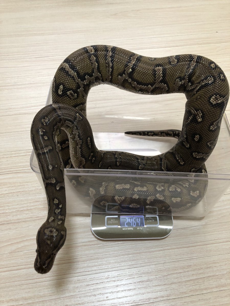 カリスマ♪♪ tweet media