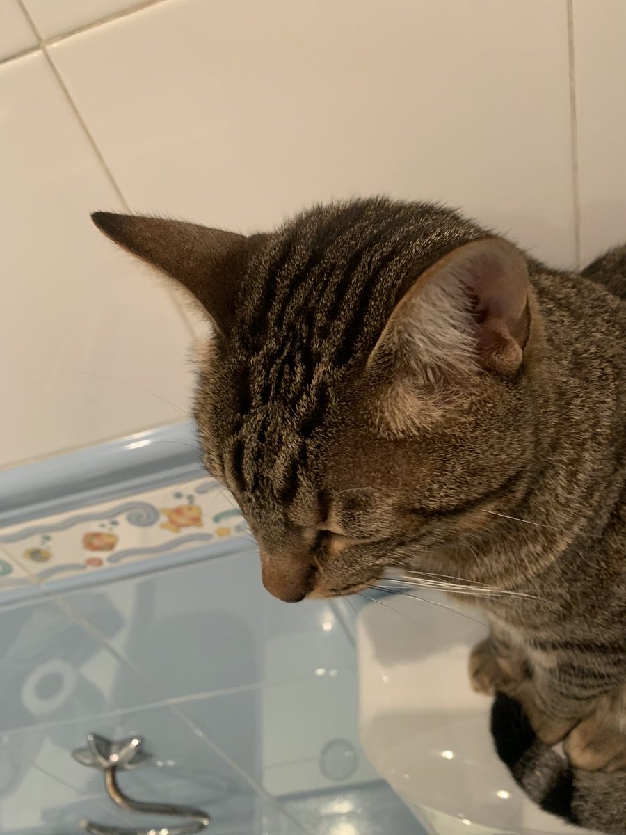 aitad_q's tweet photo. ⚠️Gato PERDIDO⚠️Responde al nombre de Floki, se escapó ayer sobre las 19h en el barrio de Pachico en Dos Hermanas, Sevilla. Su familia no deja de buscarlo y necesitamos la magia de Twitter 🙏🏼 DIFUSIÓN por favor 🙏🏼 https://t.co/zC6REiCHS4