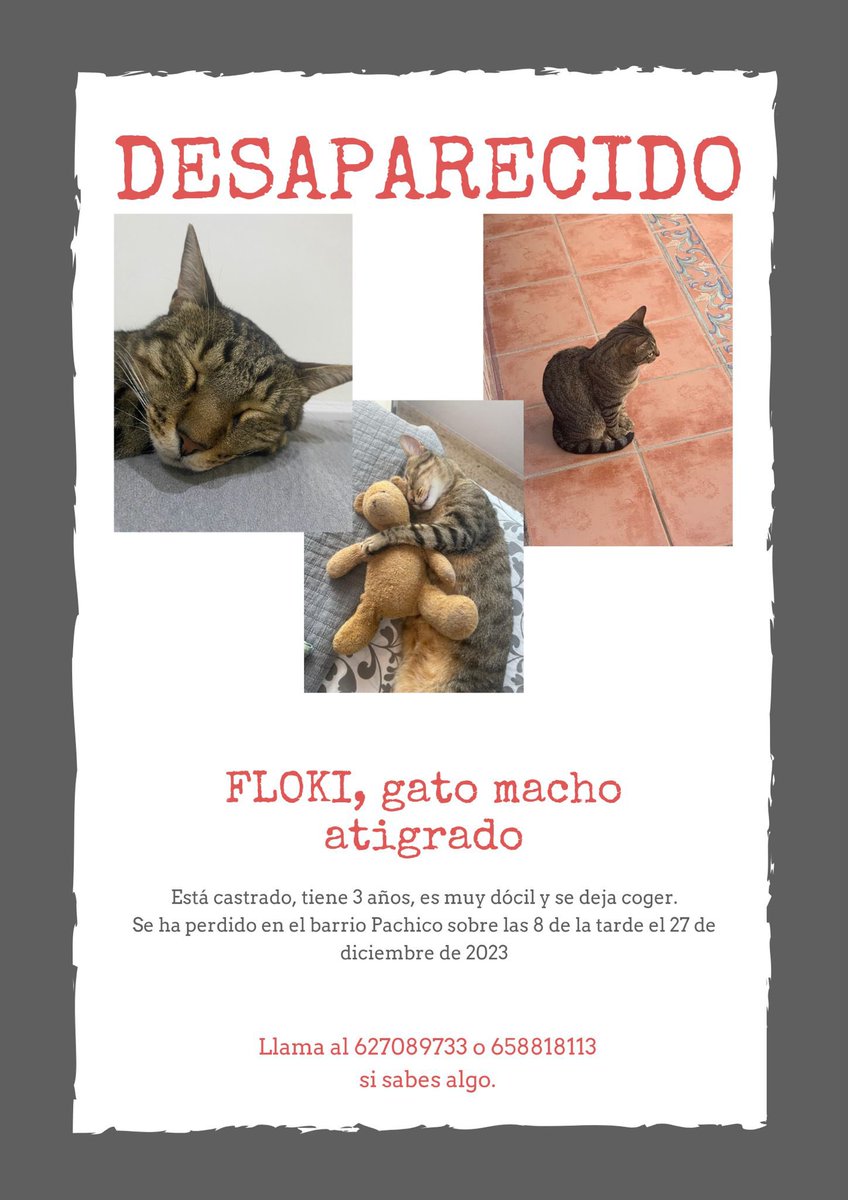 aitad_q's tweet photo. ⚠️Gato PERDIDO⚠️Responde al nombre de Floki, se escapó ayer sobre las 19h en el barrio de Pachico en Dos Hermanas, Sevilla. Su familia no deja de buscarlo y necesitamos la magia de Twitter 🙏🏼 DIFUSIÓN por favor 🙏🏼 https://t.co/zC6REiCHS4