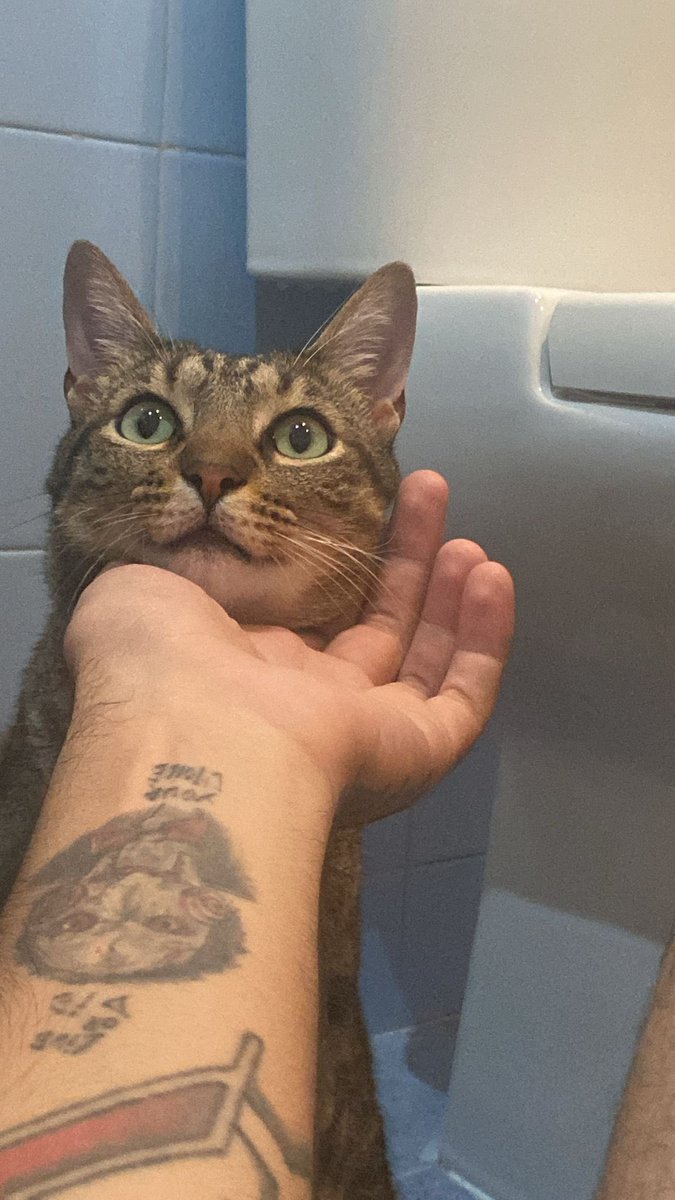 aitad_q's tweet photo. ⚠️Gato PERDIDO⚠️Responde al nombre de Floki, se escapó ayer sobre las 19h en el barrio de Pachico en Dos Hermanas, Sevilla. Su familia no deja de buscarlo y necesitamos la magia de Twitter 🙏🏼 DIFUSIÓN por favor 🙏🏼 https://t.co/zC6REiCHS4