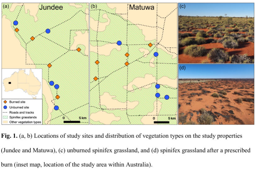 ConBiology's tweet photo. Doherty et al share that #PrescribedFires can facilitate the presence of some taxa if burns are sufficiently large and severe.🔥🌱 Read more on this #hottopic at https://t.co/WcpzVDx0lg

#conservation #science #wordoftheweek #prescribedfire #prescribedburn #australia https://t.co/5M5mNlSHhs