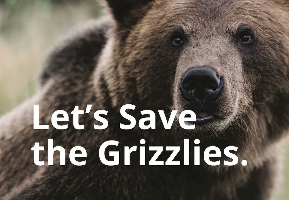 One year ago today, what is perhaps the world's most altruistic statute, the Endangered Species Act, was signed into law. In 2024, Save the Yellowstone Grizzly will steadily expand our vital mission to protect ALL grizzlies south of Canada. Join us!!! savetheyellowstonegrizzly.org/get-involved/