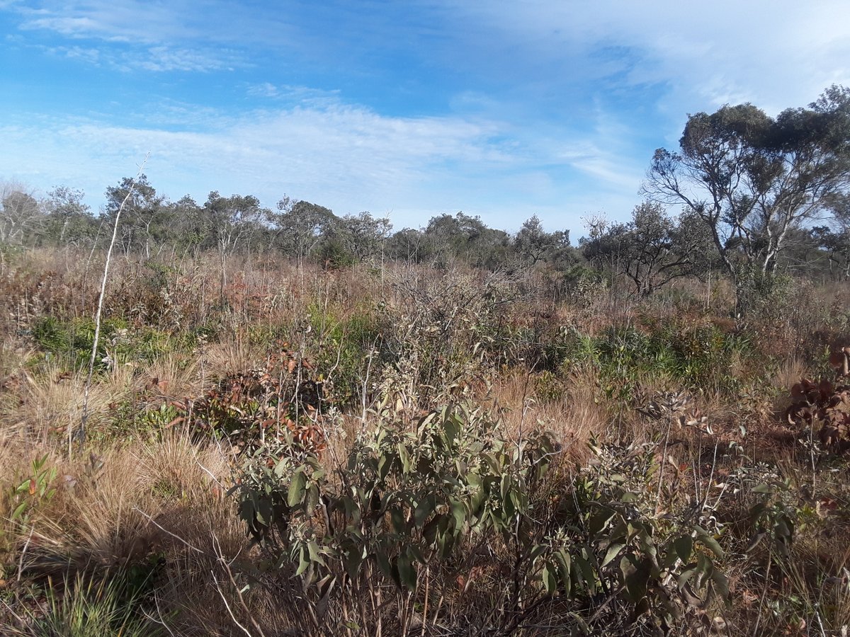 Campo cerrado

⭐ Cerrado ecoregion

📍 Estação Ecológica de Santa Bárbara, São Paulo, Brazil

🌿 dominant species: Moquiniastrum barrosoae and Moquiniastrum polymorphum

📷 Sam Flake

#ecoregion #beautiful #nature #biodiversity #virtual #maps #explore #botany #Brazil #cerrado