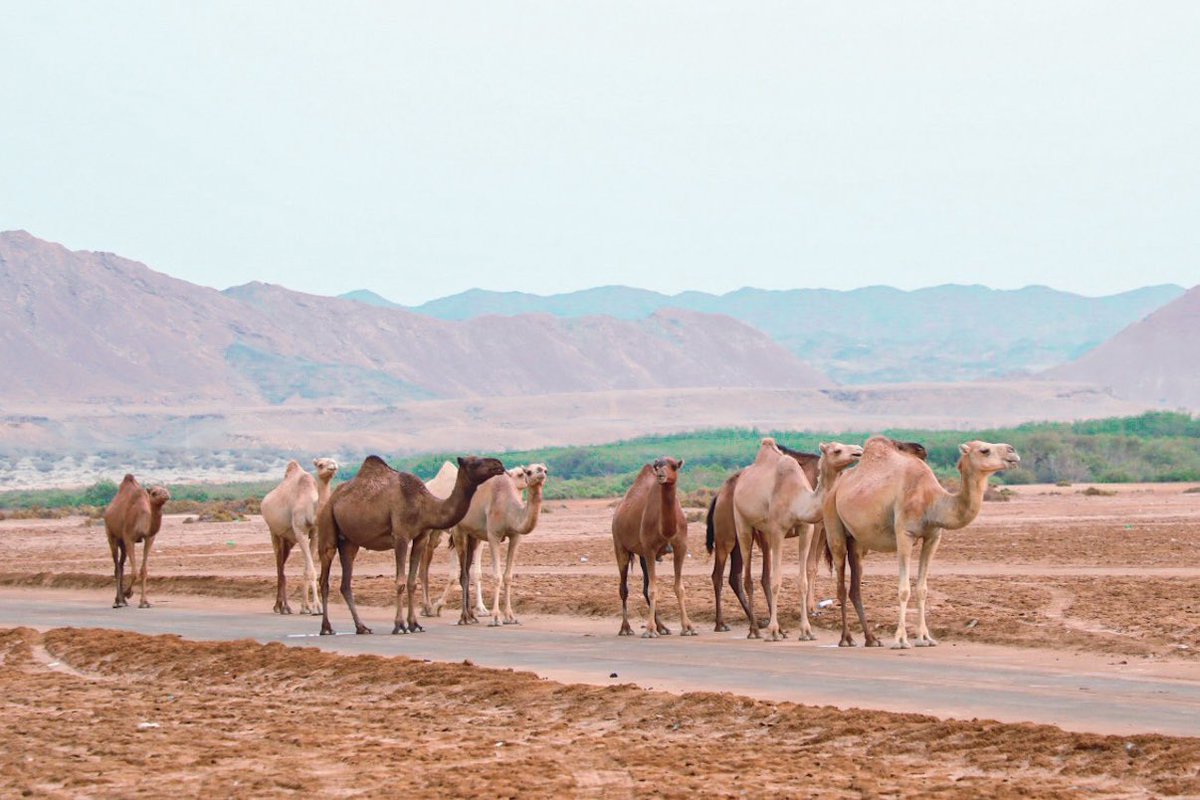 alkhaldi146's tweet photo. @CamelClub @alaibilfestival #عز_لاهلها 
#مهرجان_الملك_عبدالعزيز_للإبل8 https://t.co/Fc1VUQOmVU