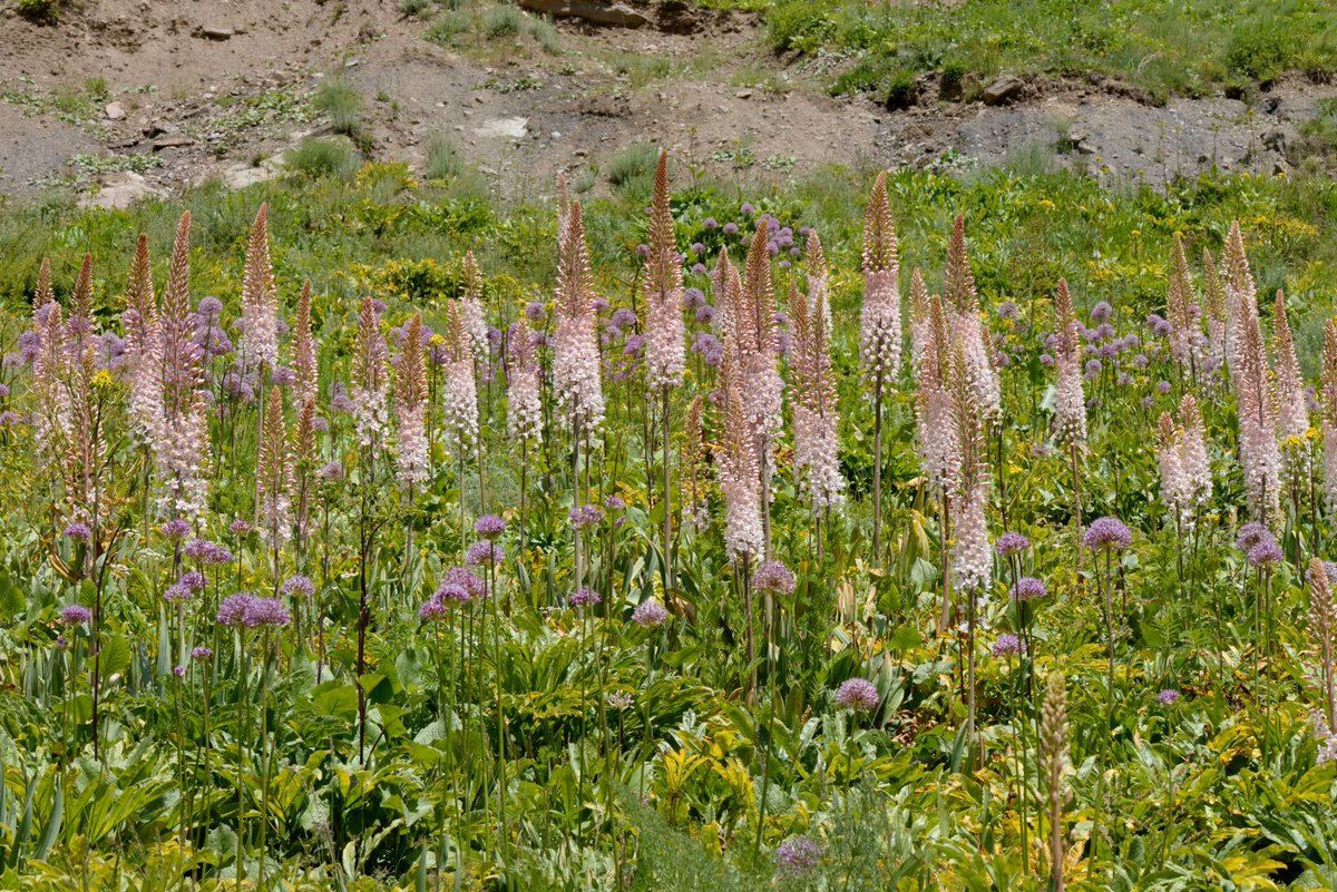 Temperate Grasslands, Savannas &amp; Shrublands

⭐ Gissaro-Alai open woodlands ecoregion

📍 Hoburobot Pass, Tadzhikistan Territories, Tajikistan

🌿 dominant species: Eremurus robustus

📷 Arkadiusz Nowak

#ecoregion #beautiful #explore #education #botany #Tajikistan #flowers