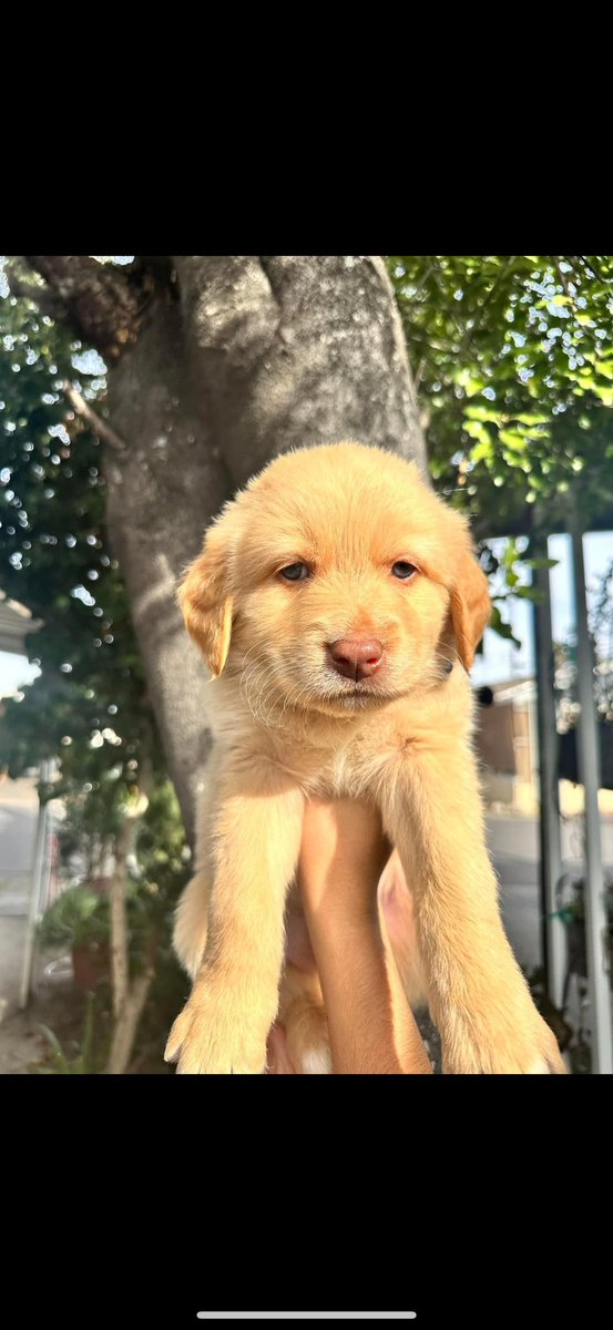 Rickthestiick's tweet photo. Puppies are ready and available today !!!

Message me if interested 

They are 8 weeks tomorrow and are Great Pyrenees and lab mix https://t.co/UwkKBUINFC