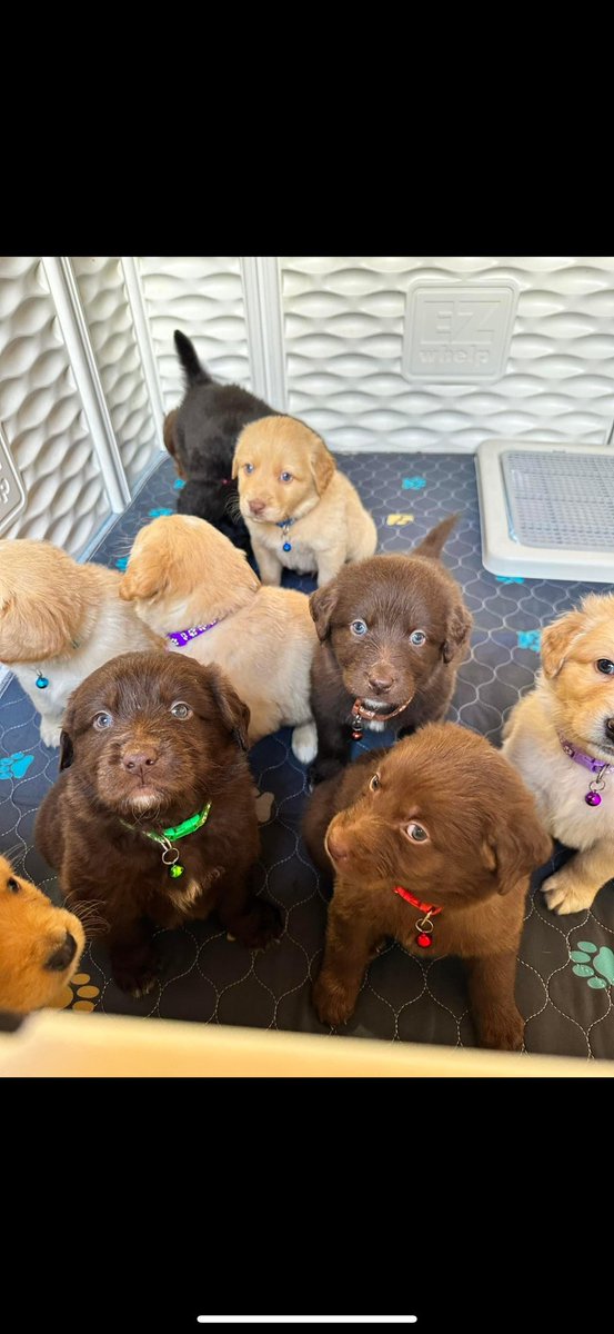 Rickthestiick's tweet photo. Puppies are ready and available today !!!

Message me if interested 

They are 8 weeks tomorrow and are Great Pyrenees and lab mix https://t.co/UwkKBUINFC