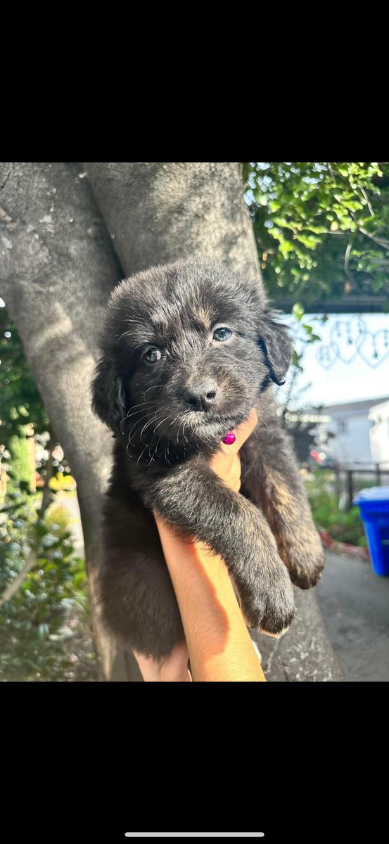 Rickthestiick's tweet photo. Puppies are ready and available today !!!

Message me if interested 

They are 8 weeks tomorrow and are Great Pyrenees and lab mix https://t.co/UwkKBUINFC