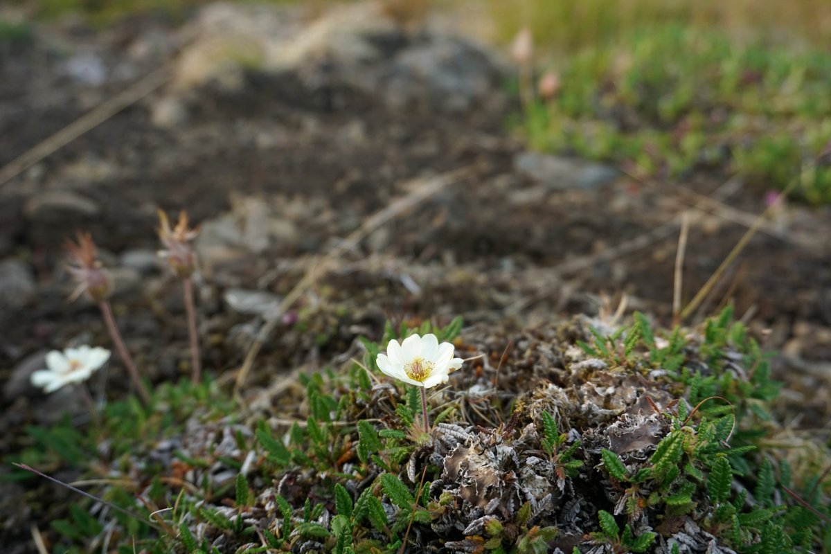 Tundra

⭐ Iceland boreal birch forests and alpine tundra ecoregion

📍 Haukadalur, Vesturland, Iceland

🌿 dominant species: Dryas octopetala

📷 Rúna Magnússon

#vegetation #plants #landscape #photography  #biodiversity #institute #explore #education #botany #Iceland #flower