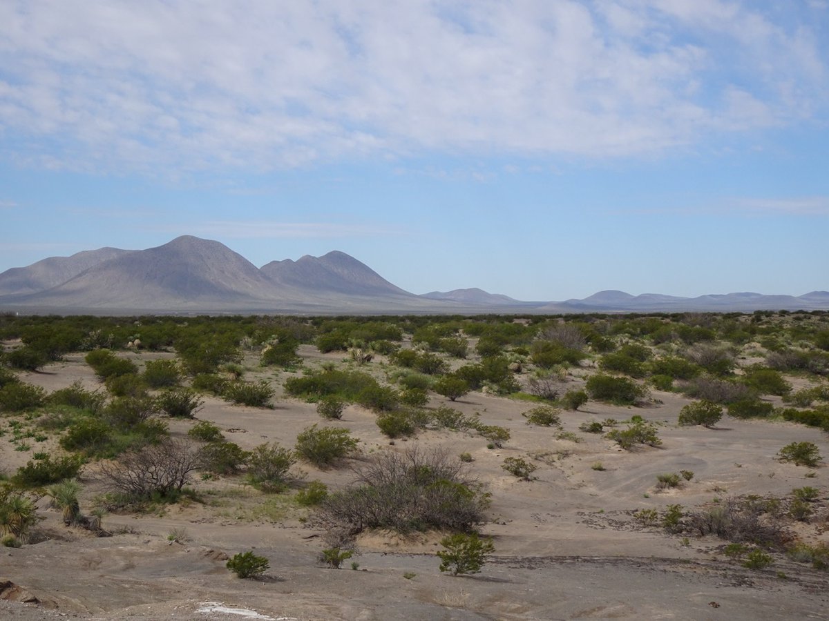 Chihuahuan Desert

⭐ Chihuahuan desert ecoregion

📍 Kilbourne Hole, Potrillo Mountains, Dona Ana County, New Mexico, United States

🌿 dominant species: Larrea tridentata and Prosopis glandulosa

📷 Marguerite Mauritz

#plants #landscape #explore #botany #newmexico #desert