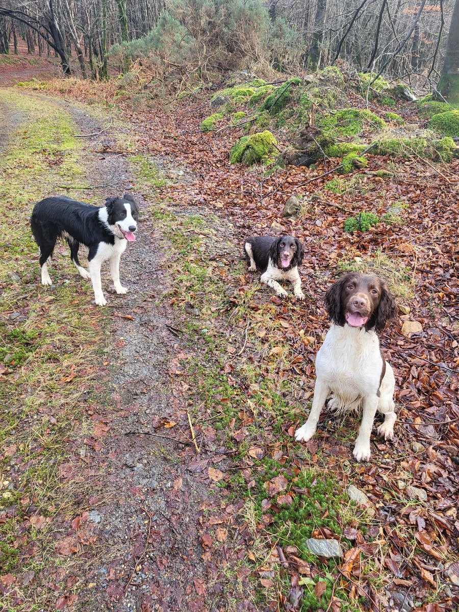 AdorableSpring1's tweet photo. We were such good boys today. #DogsOfTwitter #BeMoreSpaniel #GetOutdoors https://t.co/T2IfRQBpFj