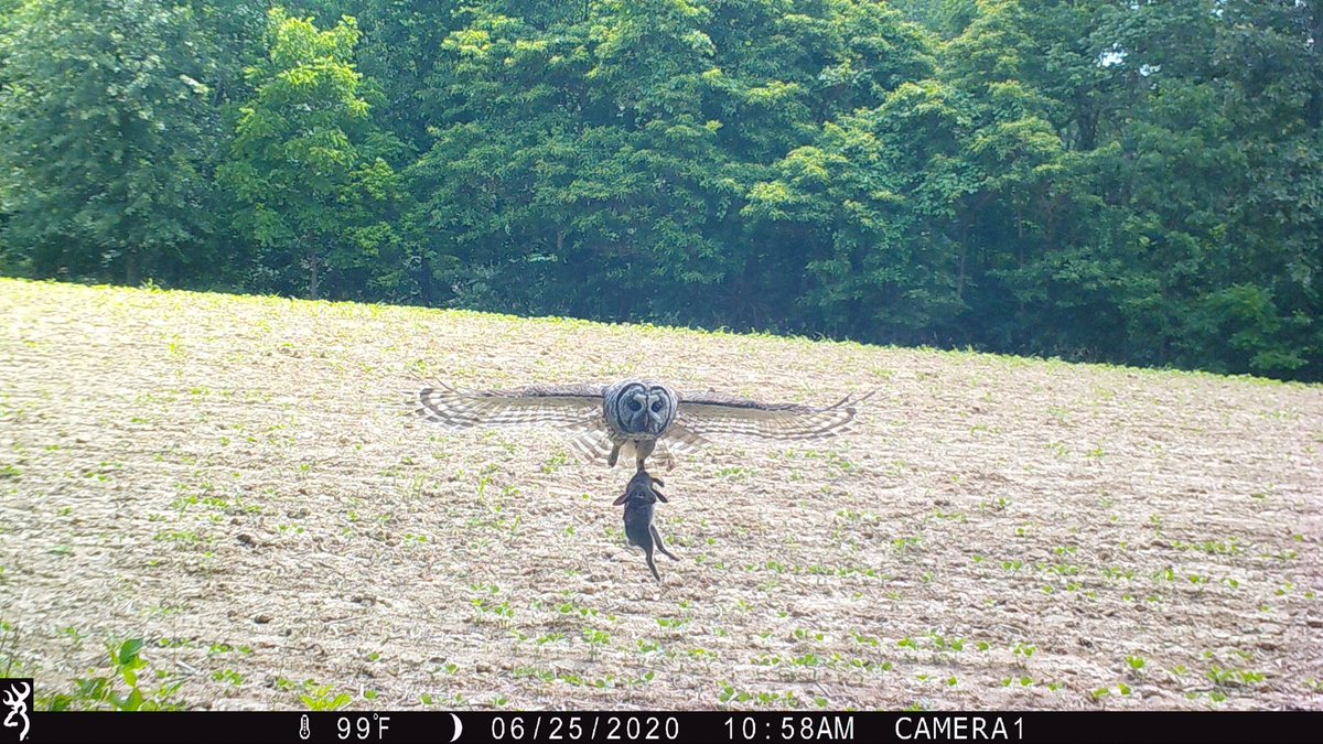 BrowningCams's tweet photo. It's not every day you get a great trail camera picture of an owl in the daytime! Here's a great #ThrowbackThursday image that Cody Jarrett captured on his Browning Trail Camera of a Barred Owl with a rabbit!
#BrowningCameras #youvegottoseethis #TriggerSpeedThursday #trailcamera https://t.co/QH7CfAm2zu