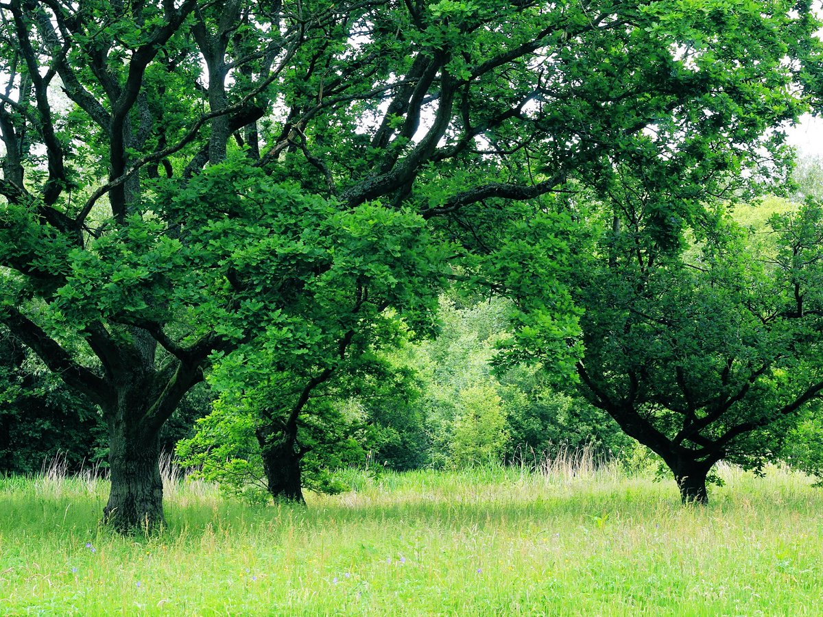 I’m going back here tomorrow to hug them.  I need a hug ☺️😂.  Provided they’re still standing. 

#lovenature #lovetrees #hugatree #naturelovers #NaturePhotography #woodlandphotography #PhotographyIsArt