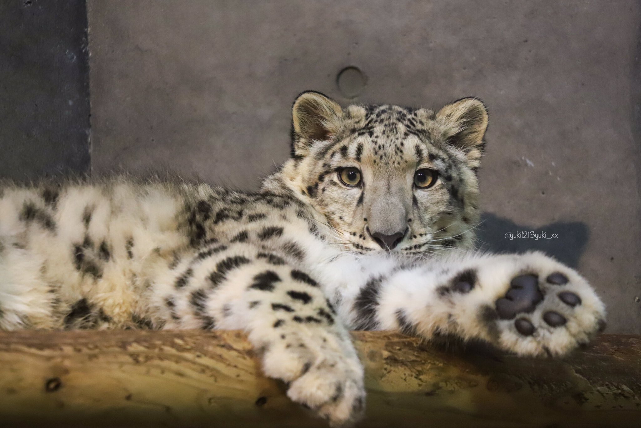 ⭐︎雪丸ページ⭐︎のびねこ新潟2種⑦ エヌビー社 さえずり シール大 ペンギン / 可愛い 動物柄 日記