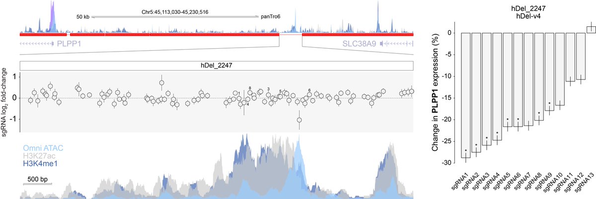 We study the ancestral function of genomic structural variants deleted in the human lineage using single-cell CRISPRi in chimpanzee cells biorxiv.org/content/10.110…