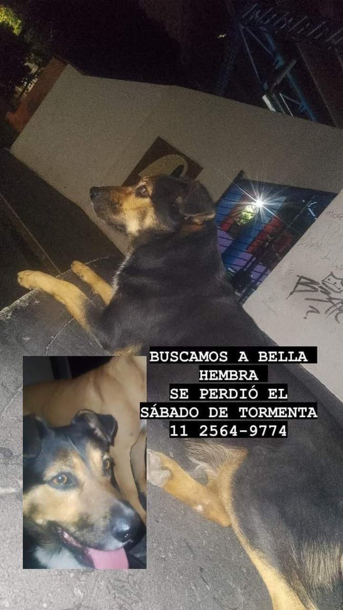 Tabyta201's tweet photo. 🚨SE BUSCA A BELLA!!!! SI LA VEN LLAMAR URGENTE!!!! SU FAMLIA ESTÁ 
DESESPERADA!!!!!!! https://t.co/WIwkxbtPEU