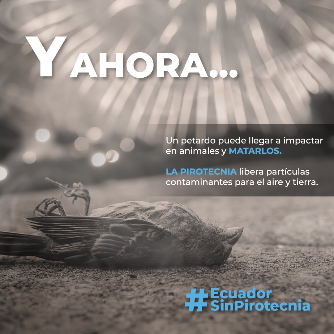 victorianimalec's tweet photo. Únete a la campaña #EcuadorSinPirotecnia y sé parte de una vida saludable al tener conciencia de que los fuegos artificiales 🧨 causan contaminación y muerte. https://t.co/Py9rAXifQ2