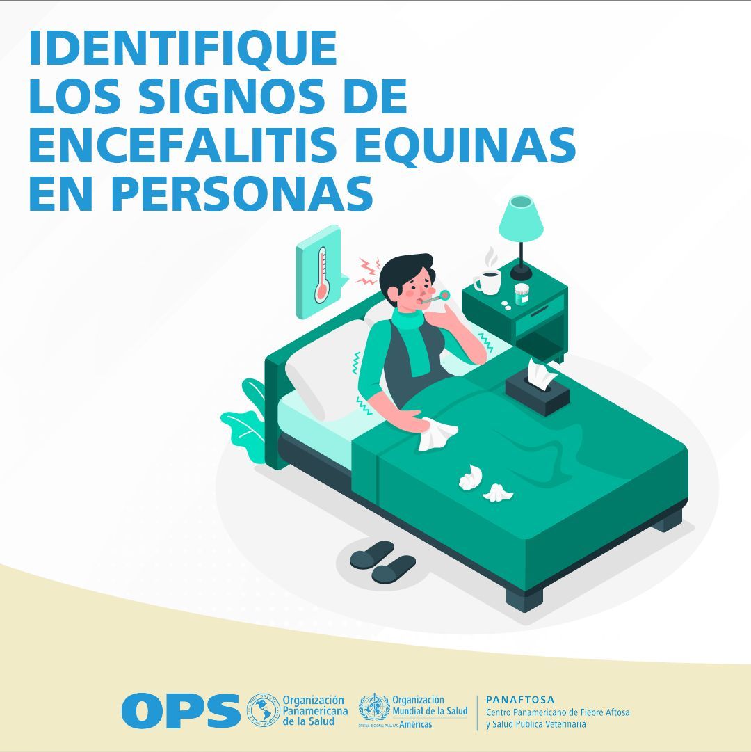 ¿Cómo identificar signos de #EncefalitisEquinas en personas?
La enfermedad tiene un comienzo súbito con dolor de cabeza seguido de decaimiento, escalofrío, fiebre y malestar general. Los síntomas se acentúan en los días siguientes, con vómito, somnolencia, confusión y postración.