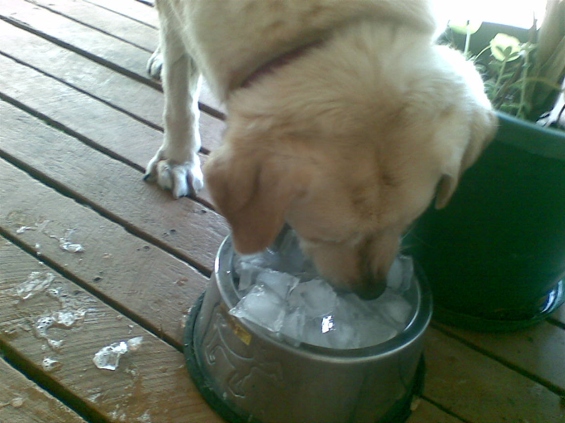lionsofoz's tweet photo. When you have a little weight to lose, it’s a hot day and you think your bowl is full of the good stuff #diet #stilleating
🤯😊 https://t.co/Gd1MYXG1to