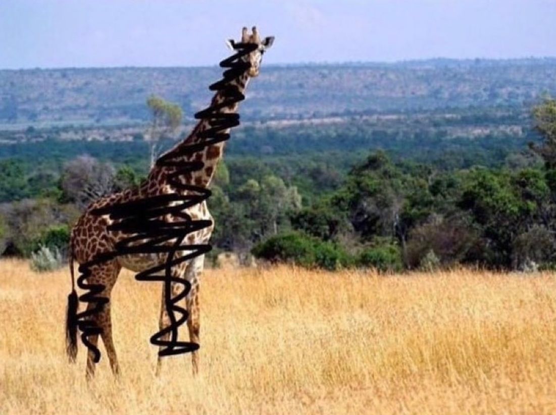 If anyone can guess what animal this is I’ll smoke tonight