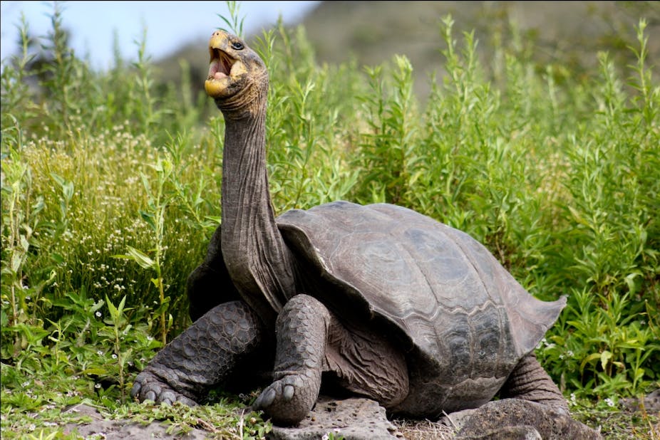 spengler_julius's tweet photo. TJ's favorite animal is a galapagos tortoise. #Fishtanklive #fishtankdotlive https://t.co/kqVh38pab7